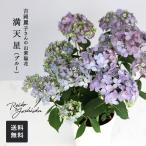 ショッピングアジサイ 予約販売 吉岡麗子さんの山アジサイ 満天星 ブルー 4号鉢 送料無料 ヤマアジサイ 山紫陽花 ギフトプレゼント 鉢植え 鉢花 4月下旬以降発送