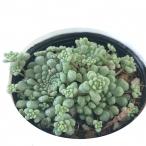 多肉植物hmモナンテスパレンス多肉...