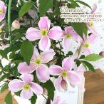  предварительный заказ распродажа клематис montana Roo Ben s5 номер горшок бесплатная доставка подарок подарок растение в горшке цветочный горшок 4 месяц сверху . после отправка 