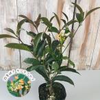  4 сезон .. османтус 9cm pot золотой дерево . саженец Hanaki 