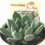 ショッピングエケベリア 多肉植物 plkエケベリア コロラータアテマハック×セトーサ 多肉植物 パルクさん苗 送料無料 エケベリア 6cmポット