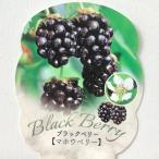 toge нет BlackBerry рассада ma howe Berry 9cm pot саженец фруктовое дерево рассада ysb