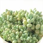 ショッピングエケベリア 多肉植物 sbエケベリア ばらまきロココ 多肉植物 エケベリア 7.5cmポット