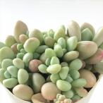 ショッピングエケベリア 多肉植物 sbグラプトベリア ばらまきアバンギャルド 多肉植物 グラプトベリア 7.5cmポット