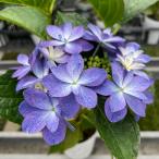  предварительный заказ распродажа гортензия nok Turn 7.5cm pot ..KAMO selection hyde Ran jia рассада цветок рассада саженец .... фиолетовый . цветок stm 10 месяц последняя декада после отправка 