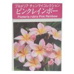 プルメリア ピンクレインボー 10.5cmポット 熱帯植物 ハワイ タヒチ 苗木 花木