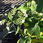 ショッピングアジサイ 予約販売 アジサイ 三光 9cmポット 斑入り ハイドランジア 苗 花苗 苗木 あじさい 紫陽花 fea 3月中旬以降発送