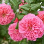  предварительный заказ распродажа роза рассада роза большой рассада rosaolientis лев Heart товар вид регистрация .. средний 4 сезон .. роза .. бесплатная доставка розовый hao 2 месяц средний . после отправка 