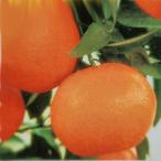 ショッピングデコポン 予約販売 箒作り果樹苗 みかん苗 はるみ 12cmポット ハイブリッド柑橘 苗木 庭木 柑橘類 果樹苗 接木苗 kik 3月中旬以降発送