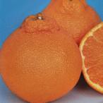 予約販売 箒作り果樹苗 みかん苗 不知火 12cmポット ハイブリッド柑橘 苗木 庭木 柑橘類 果樹苗 接木苗 kik 3月中旬以降発送