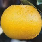 予約販売箒作り果樹苗はっさく12c...