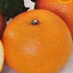 予約販売箒作り果樹苗紅八朔12cm...