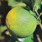 予約販売箒作り果樹苗かぼす12cm...