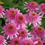 予約販売 エキナセア 苗 バタフライキッシーズ 12cmポット ムラサキバレンギク 多年草 ガーデニング 花苗 宿根草苗 tnfe 6月中旬以降発送