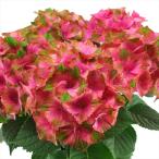予約販売 アジサイ マスカレード 10.5cmポット 登録品種 大栄花園 ハイドランジア 苗 花苗 苗木 あじさい 紫陽花 tsa 10月下旬以降発送