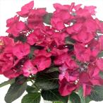 アジサイ ブラックダイヤモンド ダークエンジェル 10.5cmポット 登録品種 ハイドランジア 苗 花苗 苗木 あじさい 紫陽花 tsa