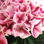 アジサイ ピルニッツ 10.5cmポット ハイドランジア 苗 花苗 苗木 あじさい 紫陽花 tsa