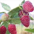  предварительный заказ распродажа laz Berry рассада polana9cm pot дерево .ki клубника дерево клубника саженец фруктовое дерево рассада pwf 11 месяц сверху . после отправка 