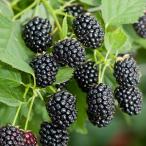  предварительный заказ распродажа jumbo BlackBerry рассада ..10.5cm pot toge нет дерево .ki клубника дерево клубника саженец фруктовое дерево рассада pwf 11 месяц сверху . после отправка 
