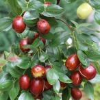 予約販売なつめ苗一才なつめ12cm...