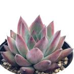ショッピングエケベリア 多肉植物 hmエケベリア コロラータアテマハック 多肉植物 エケベリア 6cmポット