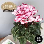 予約販売 特選シクラメン ビクトリア 5号鉢 送料無料 ますだ農園 お歳暮 冬ギフト 花 ギフト プレゼント 鉢植え 鉢花 mdn 12月上旬以降発送