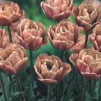  луковица premium тюльпан этикетка Epo k удача цветок .3 лампочка fke