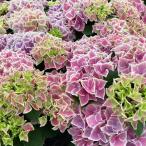 予約販売 アジサイ ホットチボリ 10.5cmポット ハイドランジア 苗 花苗 苗木 あじさい 紫陽花 yus 10月下旬以降発送
