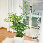 ショッピング観葉植物 観葉植物 梛 ナギ 7号鉢 なぎ まもりの樹 開運 送料無料 観葉植物 室内 贈り物 プレゼント インテリア おしゃれ