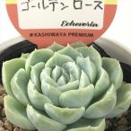  суккулентное растение kswekebe задний золотой rose Kashiwa магазин магазин san рассада ekebe задний 6cm pot 