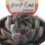  суккулентное растение kswekebe задний Black Eyes Kashiwa магазин магазин san рассада ekebe задний 6cm pot 