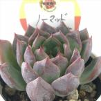 ショッピングエケベリア 多肉植物 kswエケベリア ノーマッド 柏屋商店さん苗 エケベリア 6cmポット