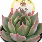 ショッピングエケベリア 多肉植物 kswエケベリア プローラ 柏屋商店さん苗 エケベリア 6cmポット