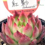  суккулентное растение kswekebe задний .. Kashiwa магазин магазин san рассада ekebe задний 6cm pot 