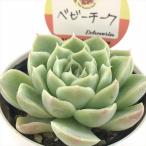  суккулентное растение kswekebe задний baby щеки Kashiwa магазин магазин san рассада ekebe задний 6cm pot 