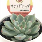  суккулентное растение kswekebe задний Sakura Drop Kashiwa магазин магазин san рассада ekebe задний 6cm pot 