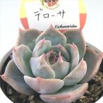 ショッピングエケベリア 多肉植物 kswエケベリア デローサ 柏屋商店さん苗 エケベリア 6cmポット