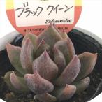 多肉植物 kswエケベリア ブラッククイーン 柏屋商店さん苗 エケベリア 6cmポット
