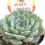 ショッピングエケベリア 多肉植物 kswエケベリア ホワイトタクスパン 柏屋商店さん苗 エケベリア 6cmポット