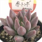  суккулентное растение kswekebe задний красный стрекоза Kashiwa магазин магазин san рассада ekebe задний 6cm pot 