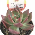 ショッピングエケベリア 多肉植物 kswエケベリア アメストロー 柏屋商店さん苗 エケベリア 6cmポット