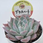 ショッピングエケベリア 多肉植物 kswエケベリア グラスハート 柏屋商店さん苗 エケベリア 6cmポット