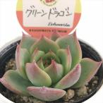 ショッピングエケベリア 多肉植物 kswエケベリア グリーンドラゴン 柏屋商店さん苗 エケベリア 6cmポット