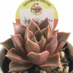 多肉植物 kswエケベリア 神秘ローズ 柏屋商店さん苗 エケベリア 6cmポット