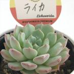  суккулентное растение kswekebe задний Leica Kashiwa магазин магазин san рассада ekebe задний 6cm pot 