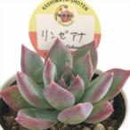 多肉植物 kswエケベリア リンゼアナ 