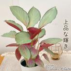 観葉植物 カラテア シルバープレート 4号鉢 観葉植物 小型 小さい 室内 贈り物 プレゼント インテリア おしゃれ mzt