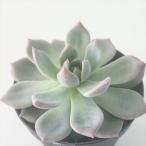 多肉植物 skエケベリア スウィートミント 多肉植物 エケベリア 7.5cmポット