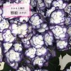 予約販売 アジサイ 雅姫 みやび 9cm〜10.5cmポット 登録申請中 さかもと園芸 ハイドランジア 苗 花苗 苗木 あじさい 紫陽花 smt 10月下旬以降発送