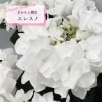 予約販売 アジサイ エレスノ 9cm〜10.5cmポット 登録申請中 さかもと園芸 ハイドランジア 苗 花苗 苗木 あじさい 紫陽花 smt 10月下旬以降発送